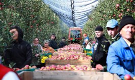 Igor Dodon visited the company "FarmProd" from the village of Olaneşti, Stefan-Voda region