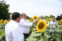 Igor Dodon s-a familiarizat cu mersul lucrărilor agricole de la Gospodăria Ţărănească „ M.I. Paciu”