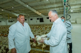 Șeful statului a vizitat cîteva întreprinderi agricole din raionul Dondușeni