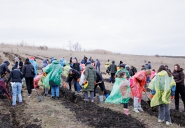 Președinta Maia Sandu a plantat puieți la Cruzești, împreună cu echipa Corpului Păcii în Moldova