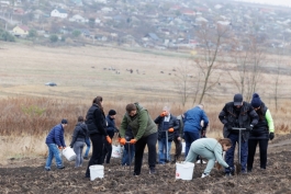 Președinta Maia Sandu a plantat copaci în apropierea comunei Răzeni, Ialoveni